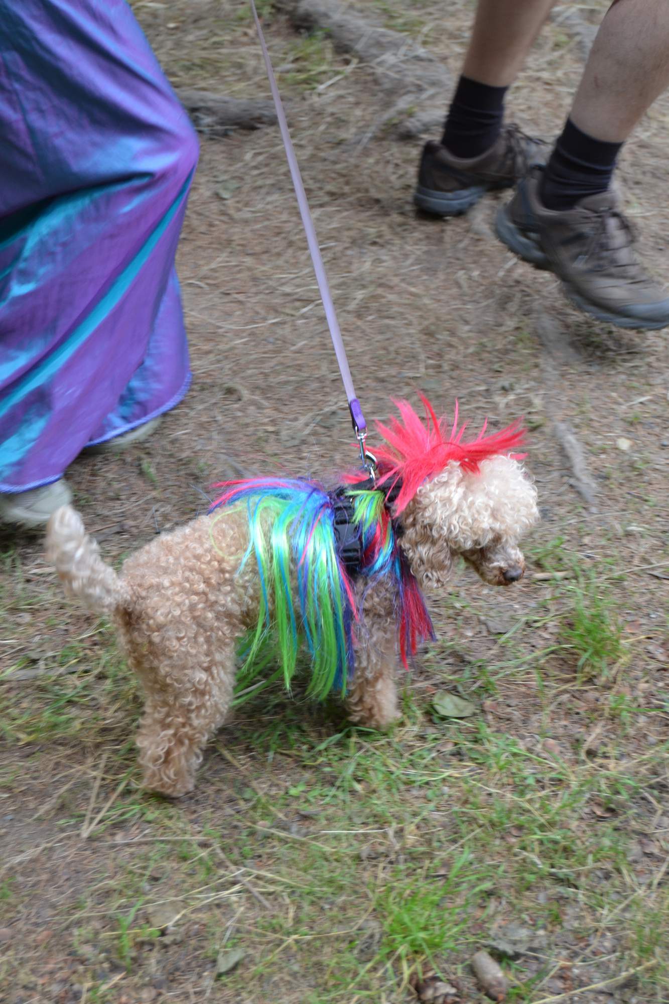 Harcovnicka olympiada 0959