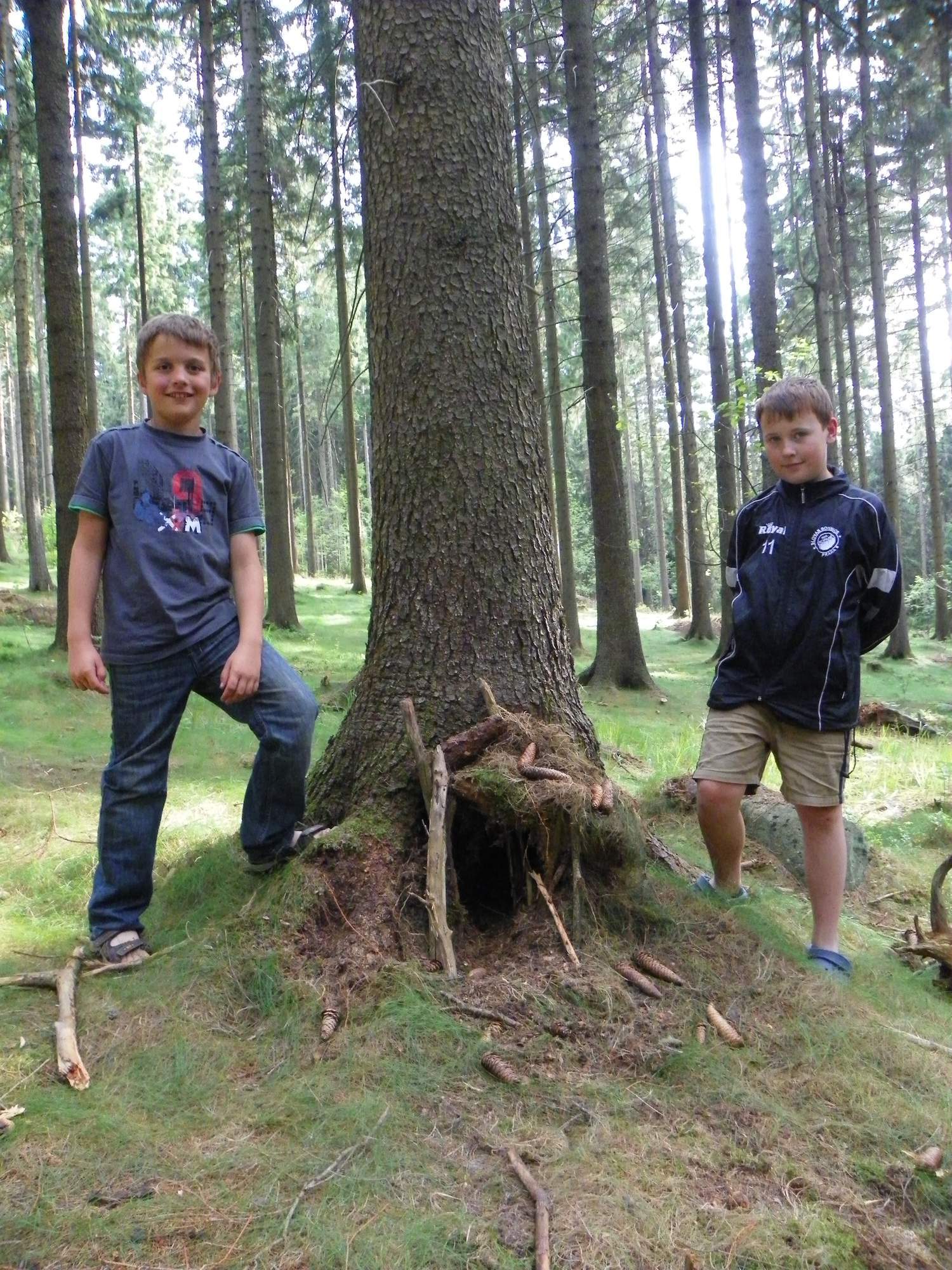 Jednicky v lese 0371