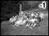 TYDEN -1: 1991 - Dubnovy harc do Krkonos (Strazny)